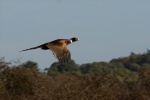Pheasant in flight by Stuart Finlayson.jpg