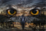 12 OWL AT TAR LAKES by Adrian Whareham WIT.jpg