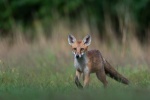 Bedraggled Fox Cub_Carolyn Haslam.jpg