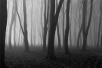 Eerie Woods_Greta Whareham.jpg