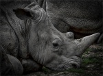 40 Rhino winks#Bob Hollington#WIT.jpg
