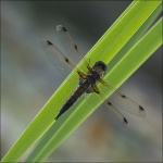 Dragonfly#Stuart Finlayson#WIT.jpg