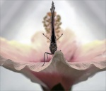 WIT_Butterfly on pink Hibiscus_Adrian Whareham_05.jpg