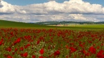Poppies in the Landscape by Linda Webb.jpg