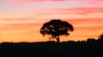 Sunset over the Minster Lovell Tree by Alastair Duncan.jpg