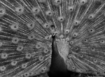 Peacock by Sue Henderson.jpg
