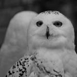 Snowy owl by Sue Henderson.jpg