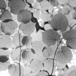 Leaves by Elaine Cox.jpg