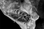 Wasp by Adrian Whareham.jpg