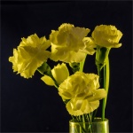 15_Carnations.jpg