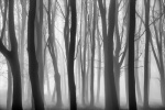 26_fog at badbury woods.jpg