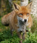 Fox by Sue Henderson.jpg