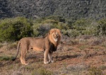 Lion King by Shelagh Sheehan.jpg