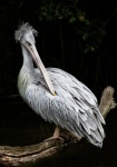 Preening Pelican by Jennifer Wescombe.jpg