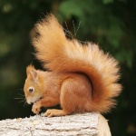 Red squirrel by Sue Henderson.jpg
