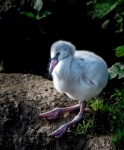 Baby flamingo by Chris Jackson.jpg