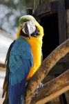 Birdland parrot by Alastair Duncan.jpg