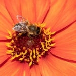 Busy as a Bee by Lindsey Willetts.jpg