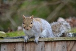 Cheeky Squirrel by Adrian Summerfield.jpg