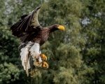 Eagle by Chris Jackson.jpg