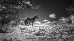 Exmoor Pony by Cereta Drewett.jpg