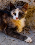 Greek wild cat by Melinda Rawlings.jpg