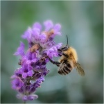 Honey bee by Pauline Gower.jpg