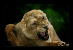 Lion Growl by Adrian Whareham.jpg