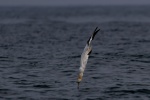 Northern Gannet Fishing by Stuart Finlayson.jpg