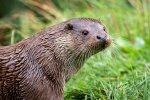 Otter by Dave Murphy.jpg