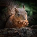 Red squirrel portrait by Brian Lee.jpg