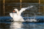 Swan Ablution by Pauline Gower.jpg