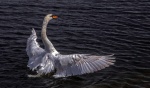 Swan lake by Sue Bailes.jpg