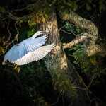 The Egret has nearly landed by Brian Lee.jpg