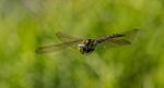 The southern hawker by Dean Griffiths.jpg