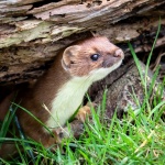 Weasel pop out by Dave Murphy.jpg