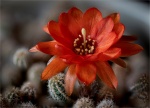 Cactus flower by Chris Jackson.jpg