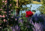 In the rose garden by Jacquie Griffin.jpg