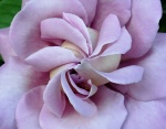 Lilac Rose by Sue Newport.jpg