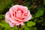 Pink rose by Ian Bone.jpg