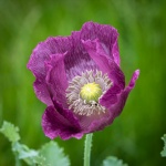 Purple Poppy by Dave Murphy.jpg