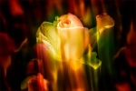 Rose glow by Adrian Whareham.jpg