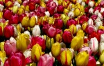 Tulip Carnival by Melinda Rawlings.jpg