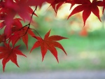 Autumn Colours by Linda Webb.jpg