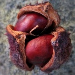 Birth of a Conker by Michael Ford.jpg