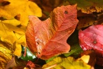 Autumn by Keith Braine.jpg