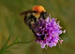 Bee-eautiful by Melinda Rawlings.jpg