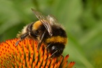 Bumblebee by Adrian Summerfield.jpg