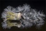 Dandelion Seedhead by Greta Whareham.jpg