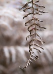fading fern by Carolyn Haslam.jpg